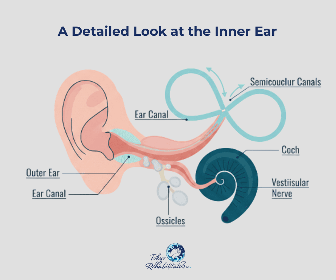 A Detailed Look at the Inner Ear Vestibular